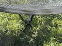 Spider Monkey 2