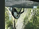 Spider Monkey 3