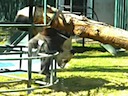 Panda in action