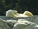 Polar bear