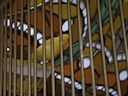 Canary at Gran Hotel Ciudad de Mexico