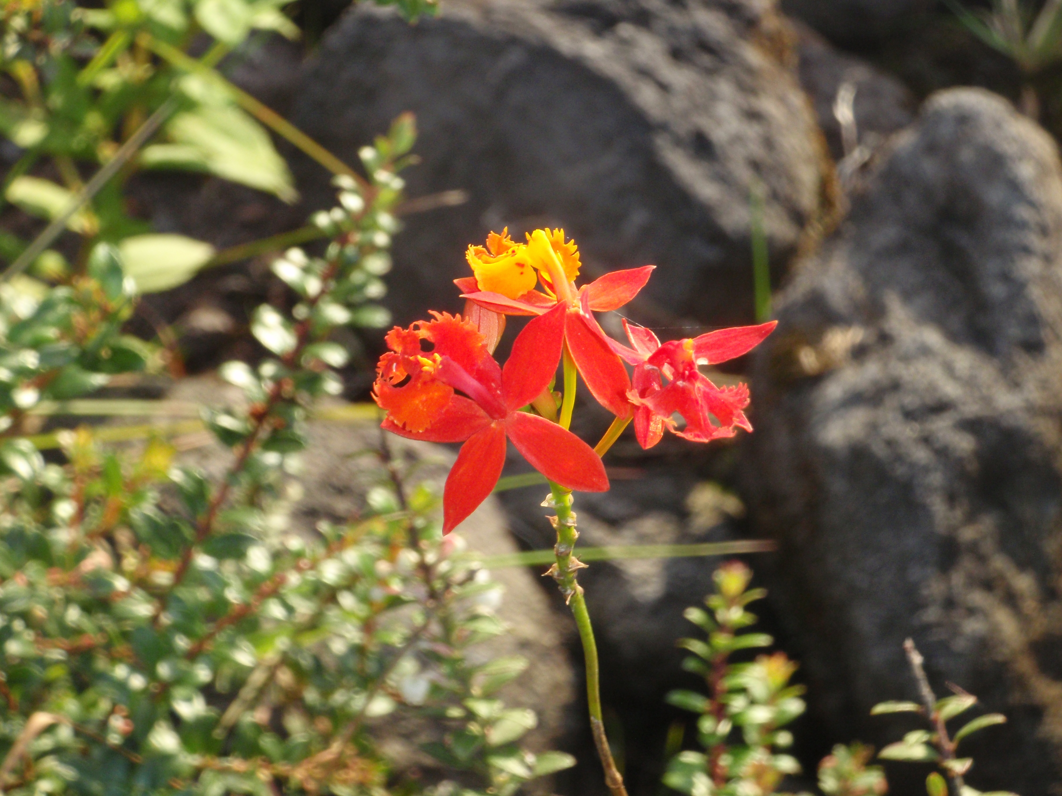 Flower near Arenal