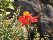 Flower near Arenal