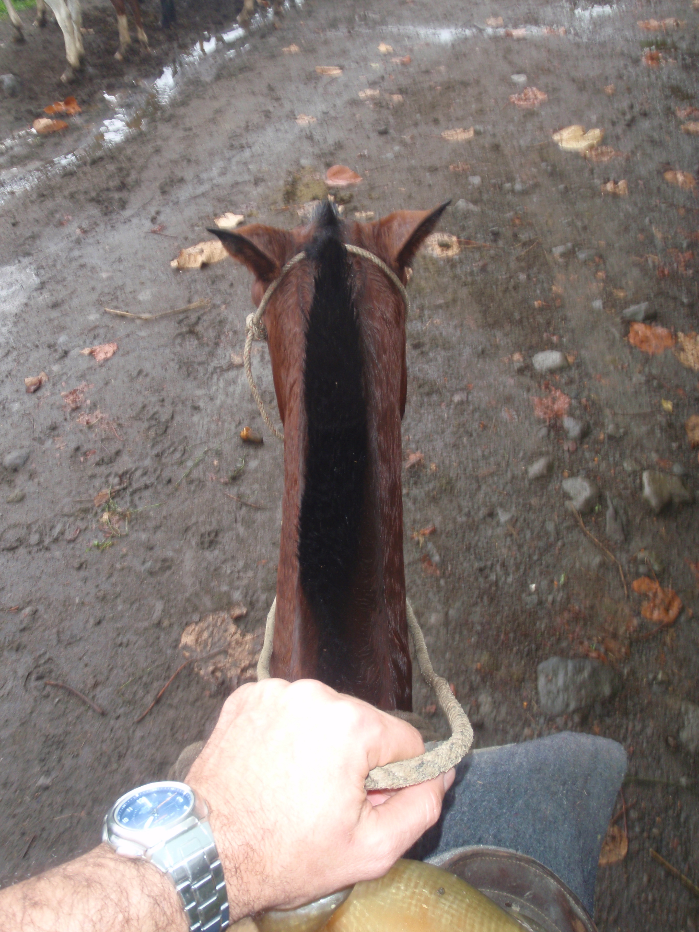 Ben had reins in hand