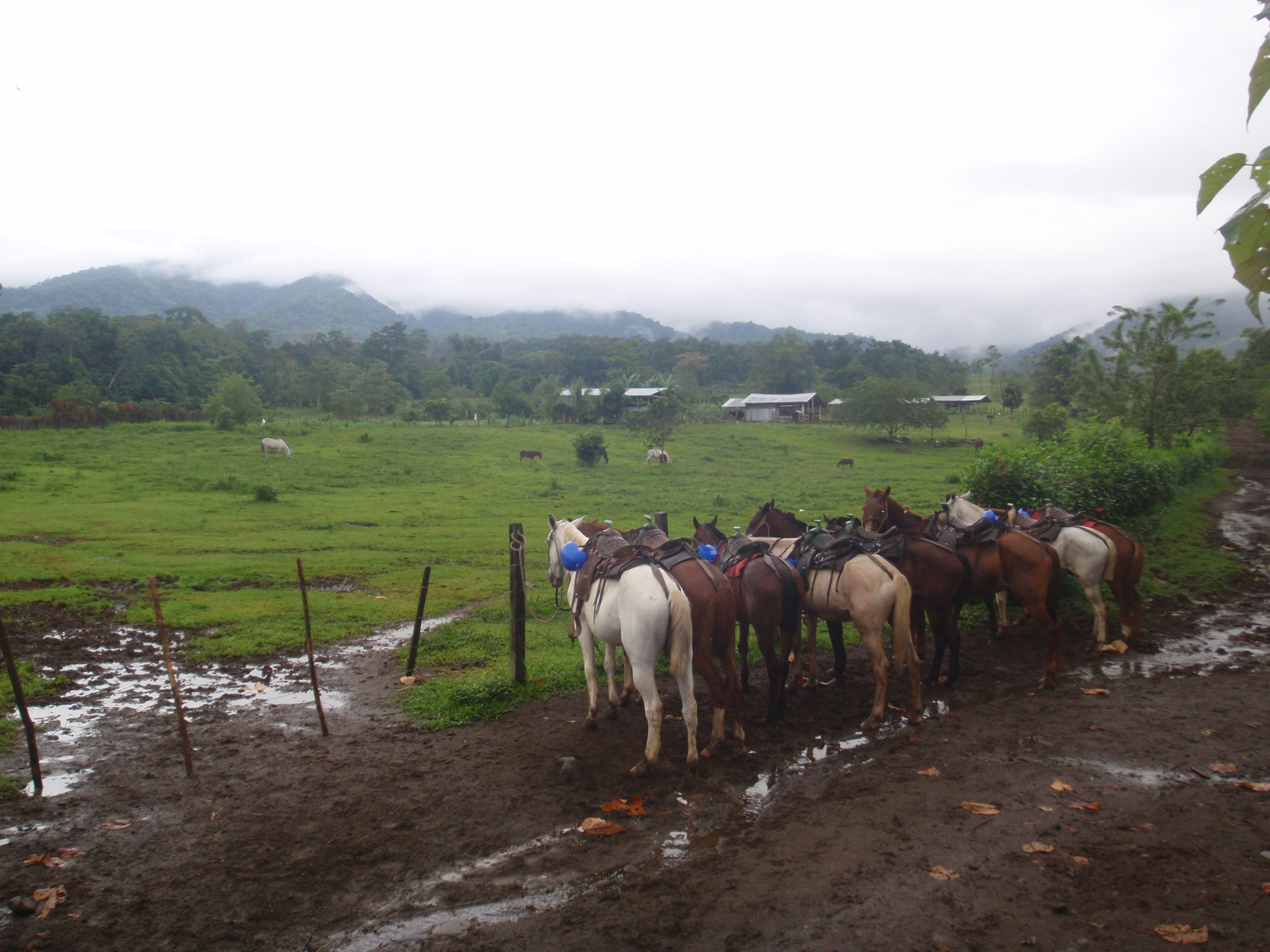 Friends of our horses