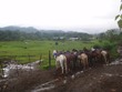 Friends of our horses