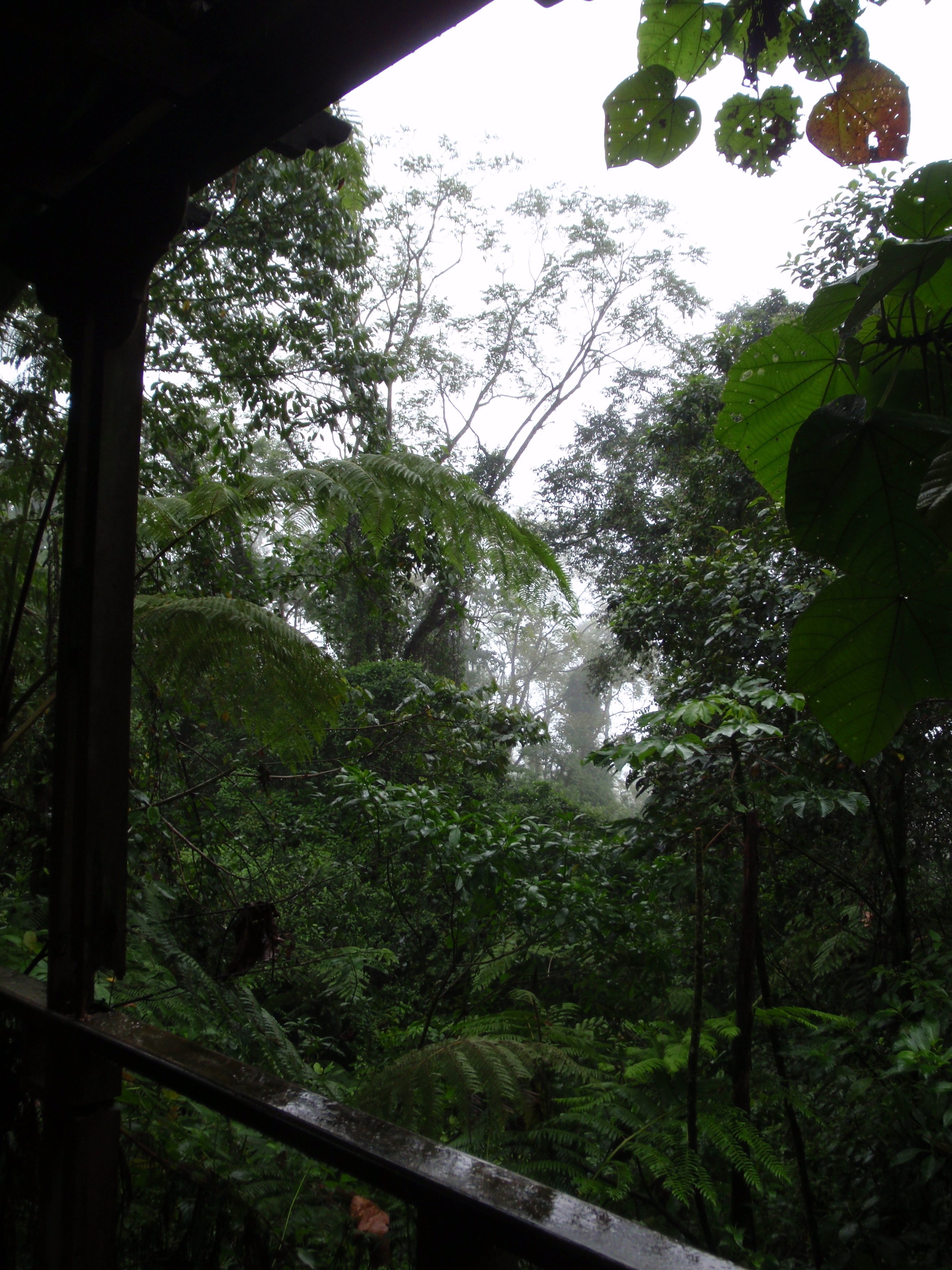 Jungle at the end of the ride