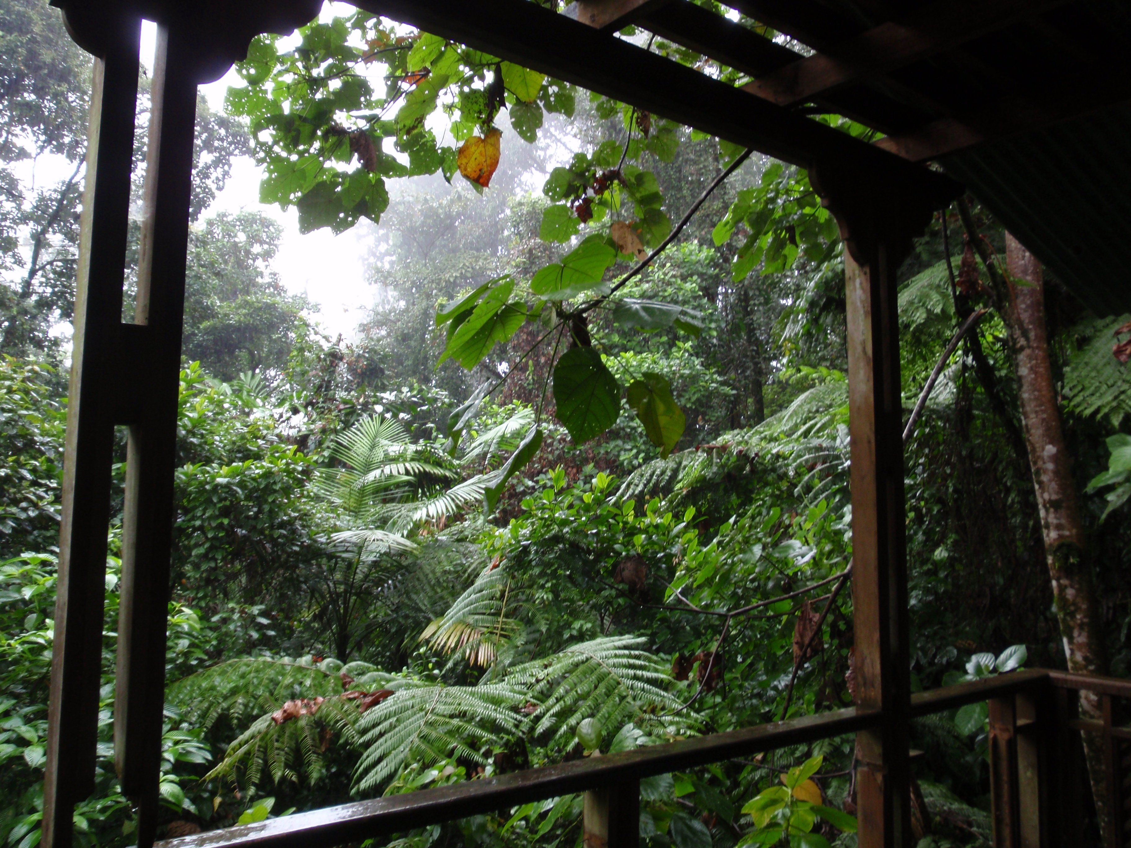 Jungle at the end of the ride
