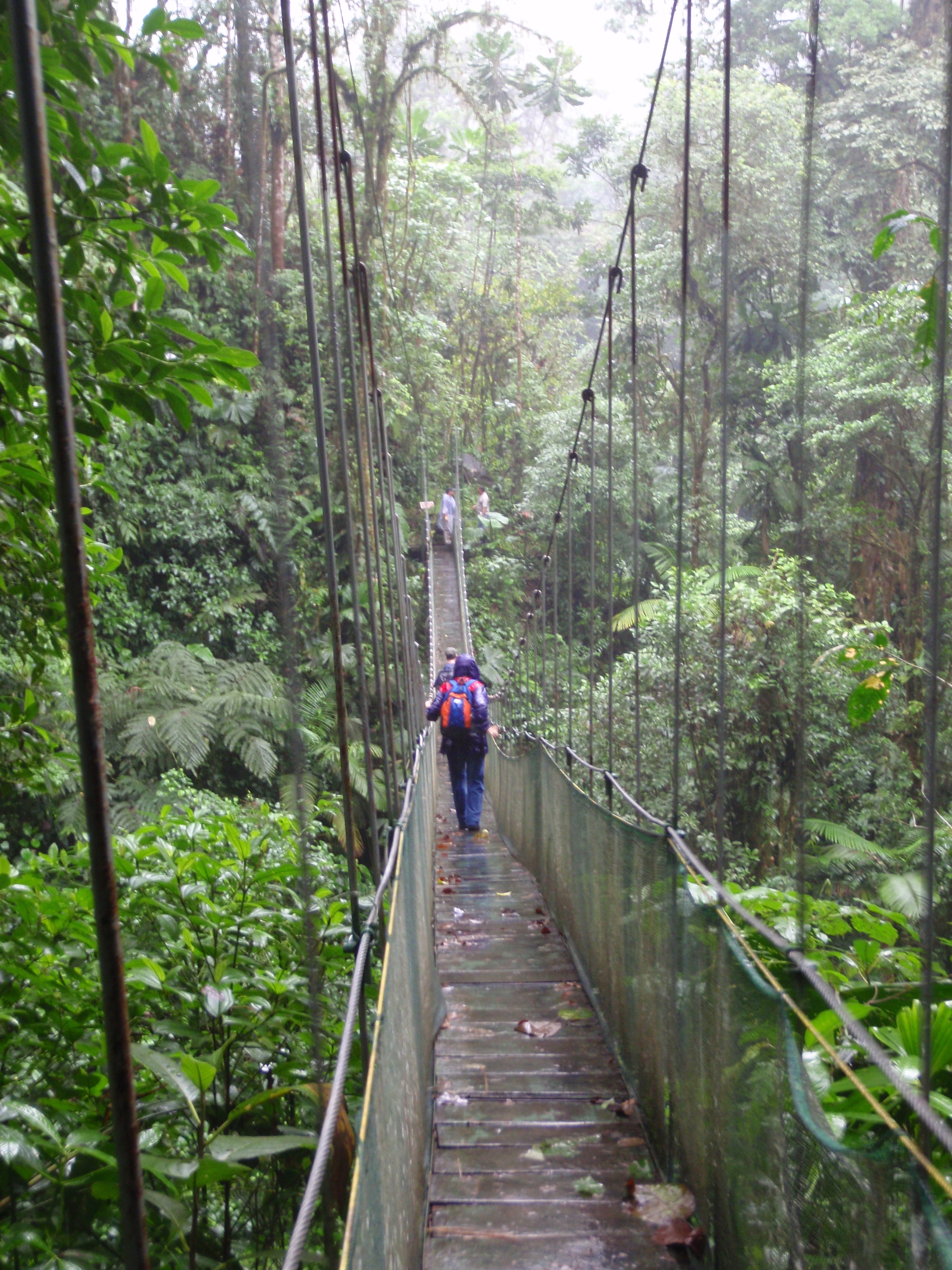 Hanging bridge on the way yo Fortuna Falls