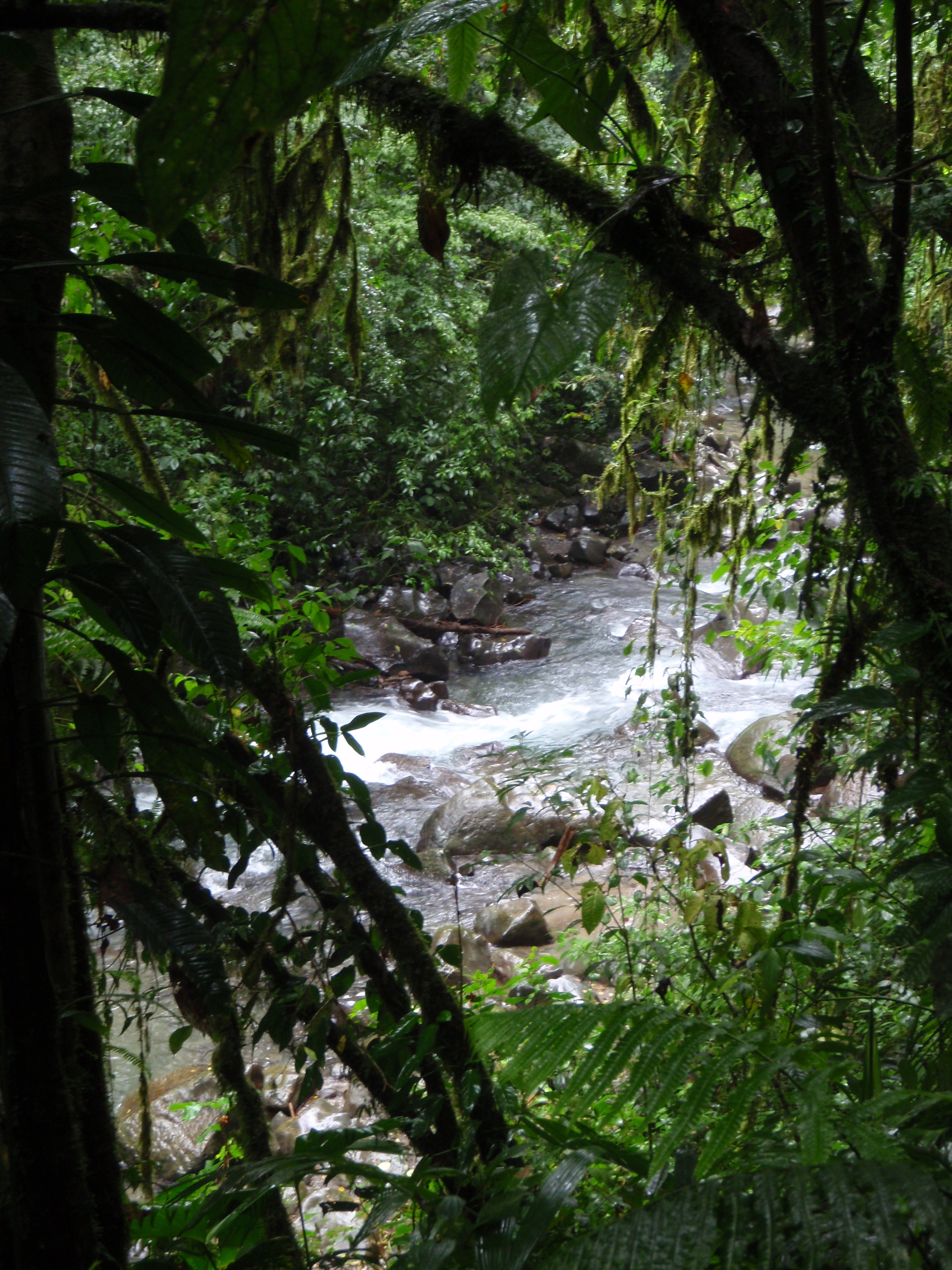 Downstream of Fortuna Falls