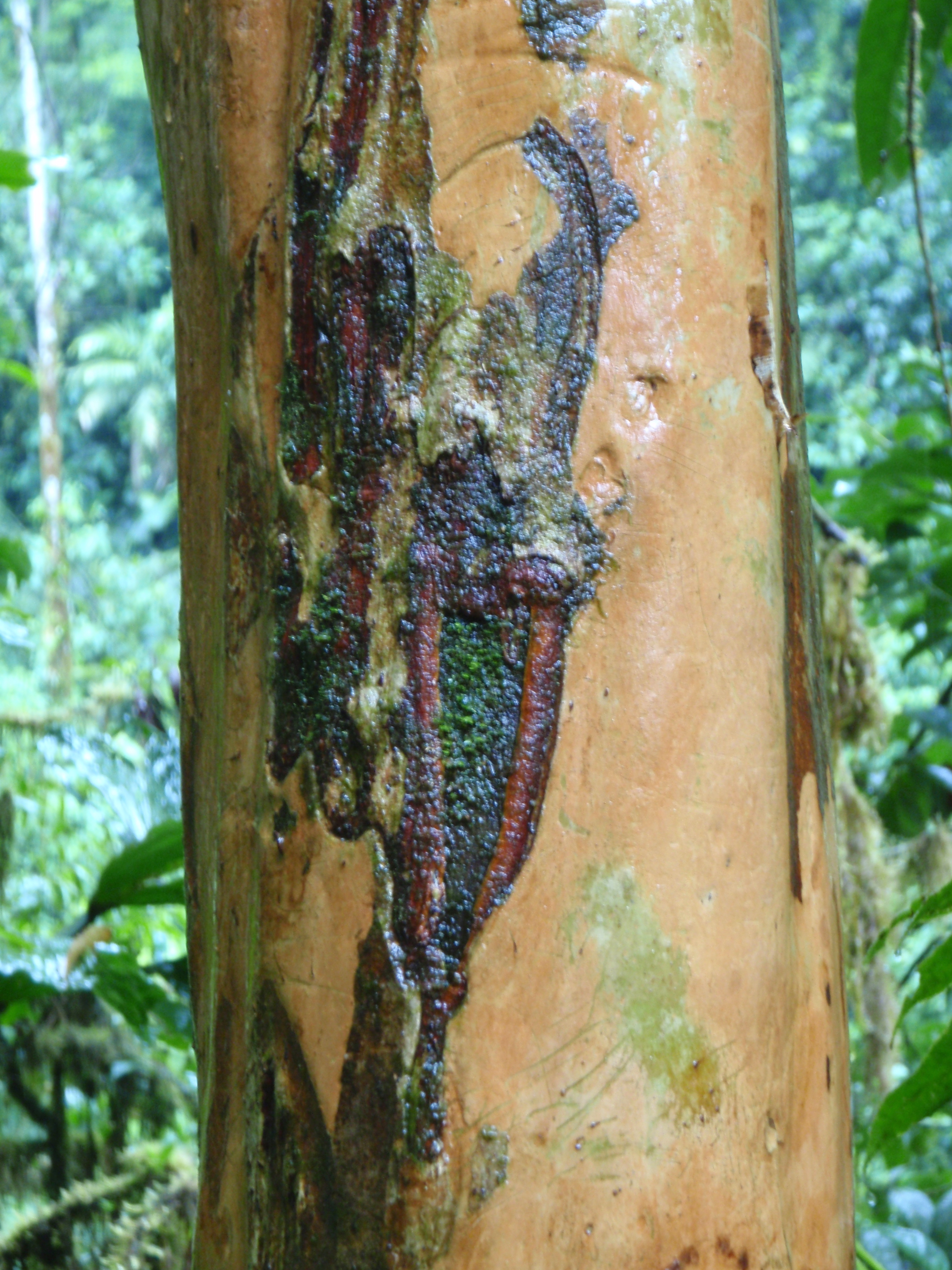 Tree near Fortuna Falls