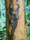 Tree near Fortuna Falls