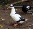 Bulbous Bouffant Duck