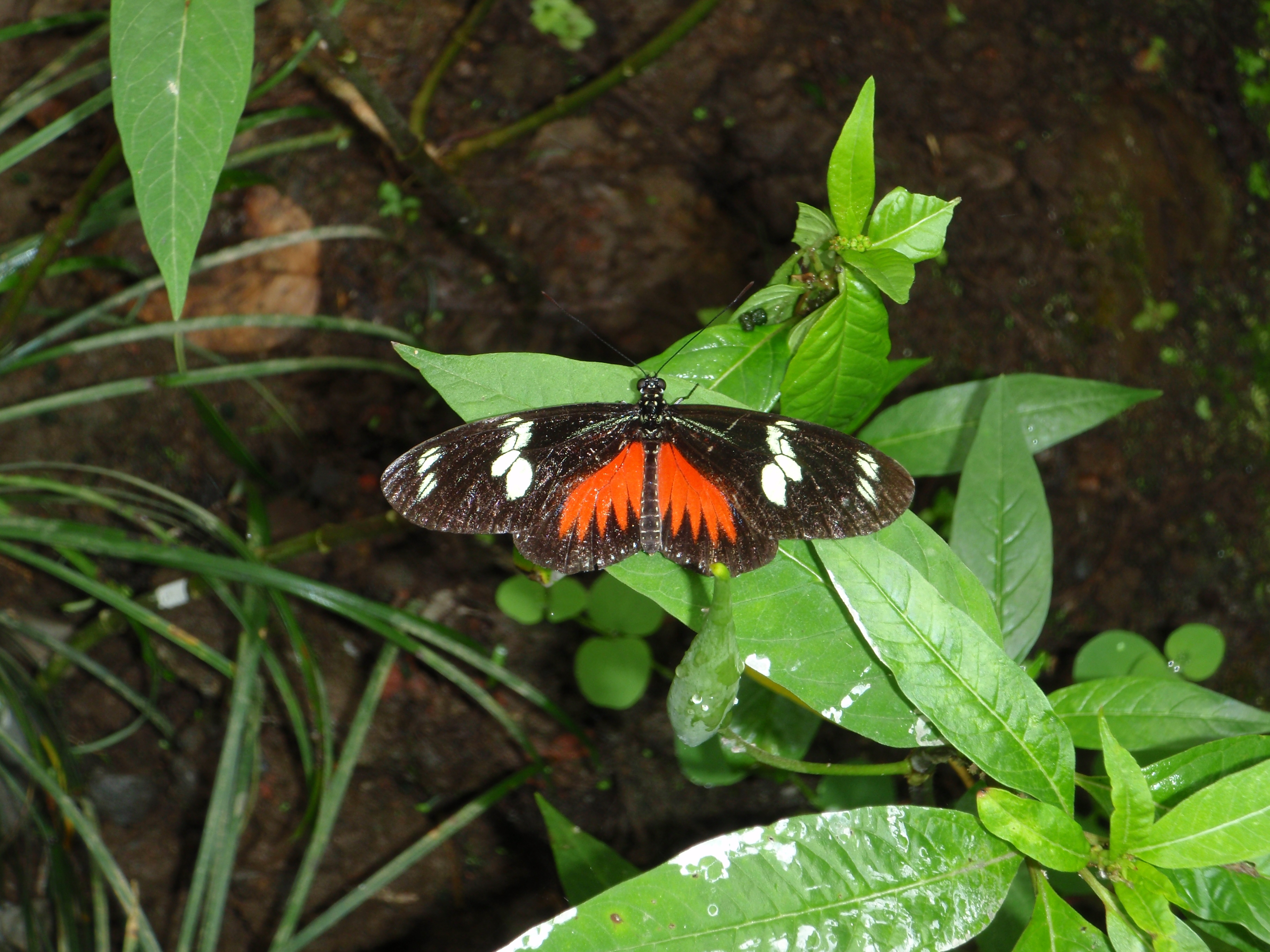 Butterfly