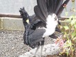 Great Curassow