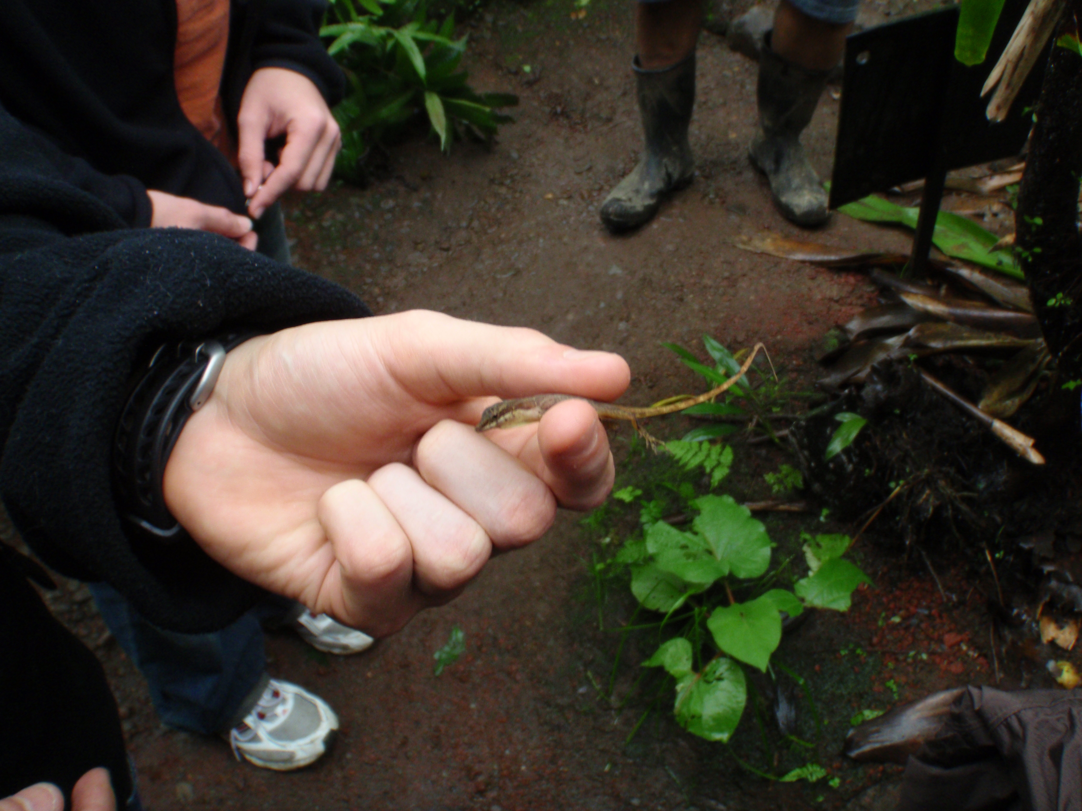 Anole