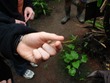 Anole
