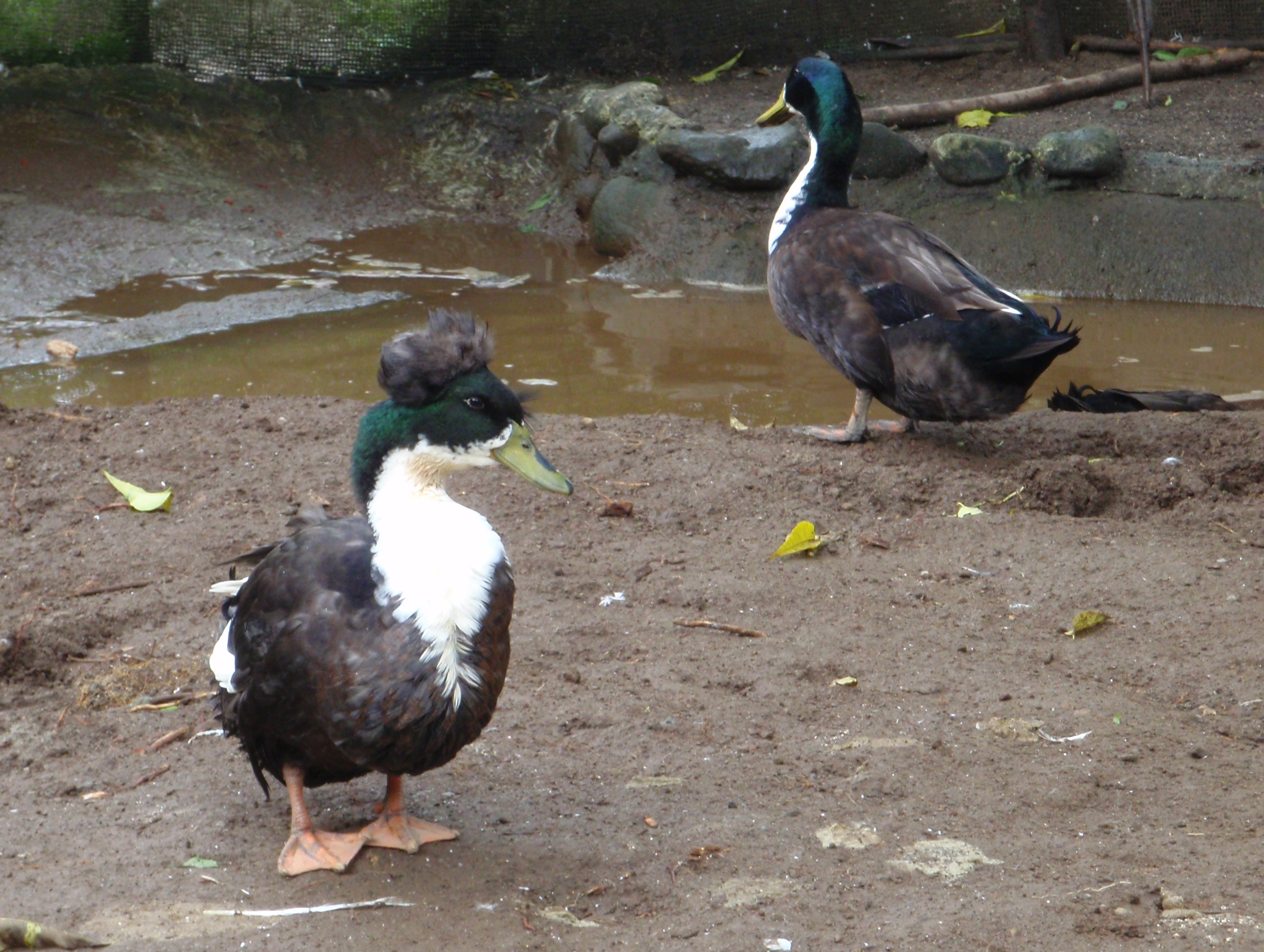 Elvis the Duck