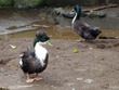 Elvis the Duck