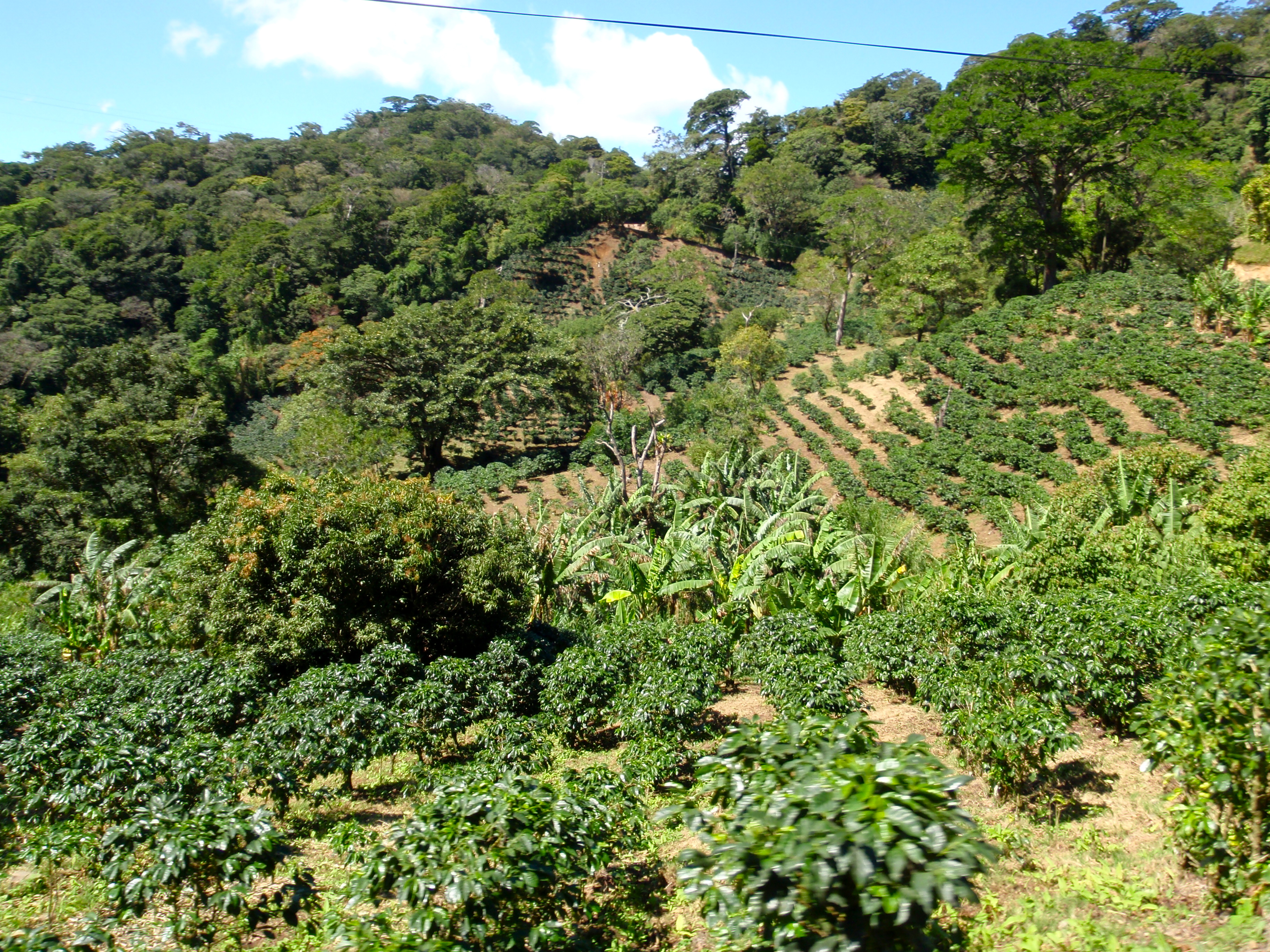 Coffee growing on the hill