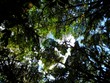 Looking up at the canopy