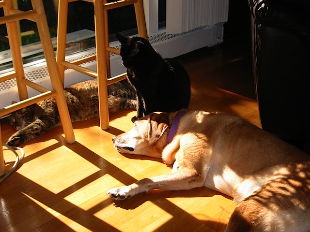 Pets in Sun 2004