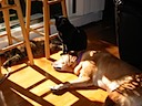 Pets in Sun 2004