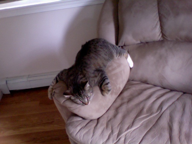 Artie KNOWS how to relax!