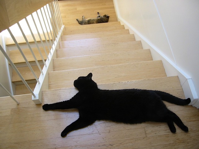 Gandalf and TC on the stairs