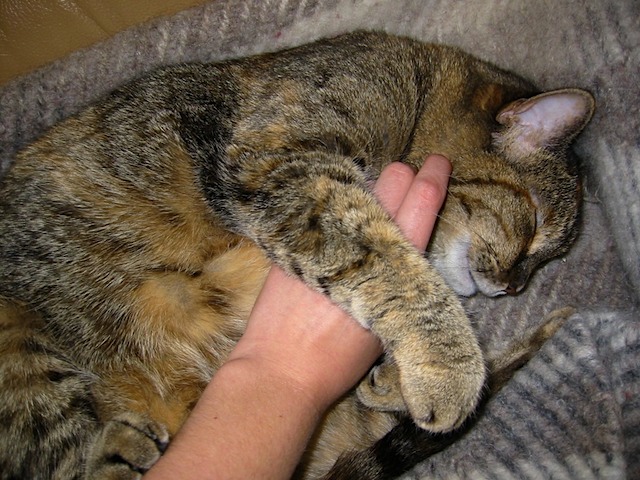TC enjoying a pet