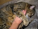 TC enjoying a pet