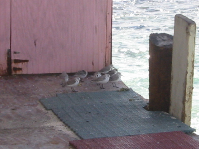 Other birds
