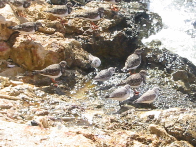 More other birds