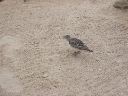 Bird 1