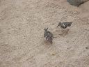 Bird 2