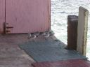 Other birds