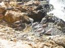 More other birds