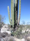 Kathy with cardon cactus at the cave painting lunch stop.