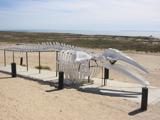 A closer view of the whale skeleton.
