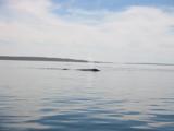 One of the first whales we saw.  The Ejido's trips are in the part of the lagoon farthest from the ocean.  It's shallow here, and there are many mother whales each with a young calf.