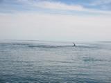 Two whales playing.