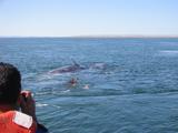 Two whales playing.
