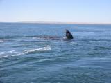 More playing whale.