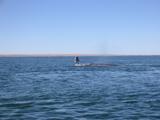 Two whales playing.