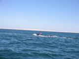 Two more whales "playing", though this time we knew that we had a mating pair.