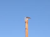 Lots of birding available.  Here's an osprey with fish.