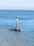 Birds near the pier at the old shipping station in the Guerrero Negro lagoon (not the whale lagoon).