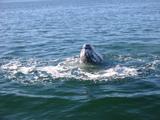 Third day.  A whale checks us out.  We're midway in the lagoon, between the other watching spots.