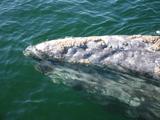 Mom and barnacles.