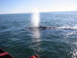 Spouting off.